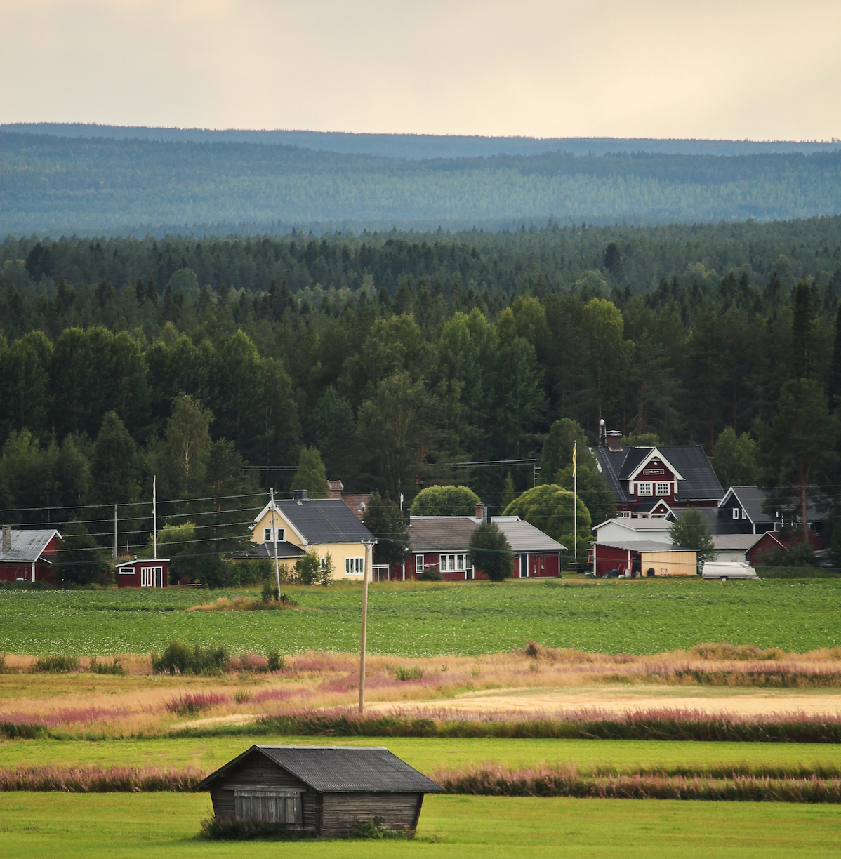 Uppföljande kommentar till SVTs Slaget om skogen