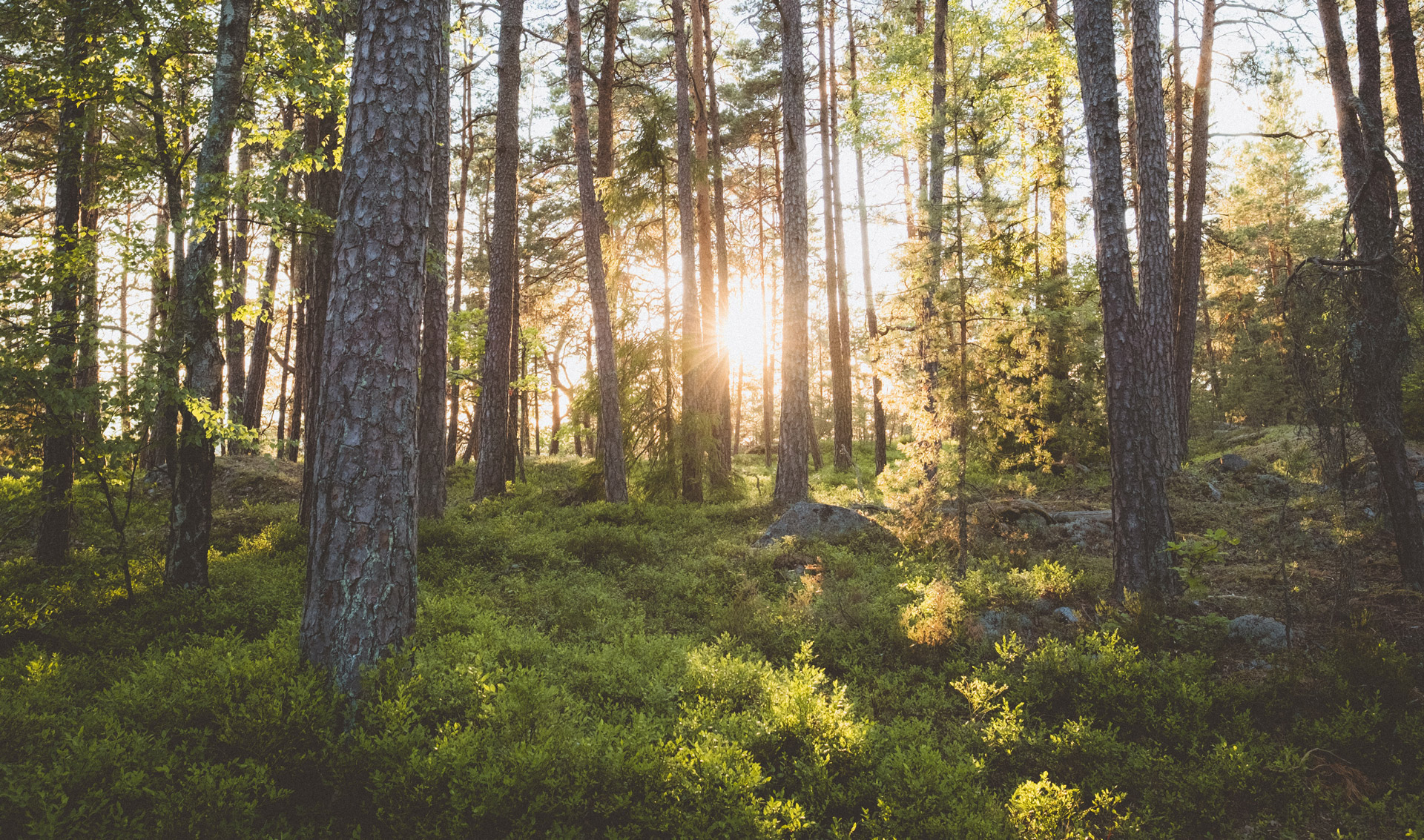 Skogsutredningen – ett steg i rätt riktning för svensk skogsnäring