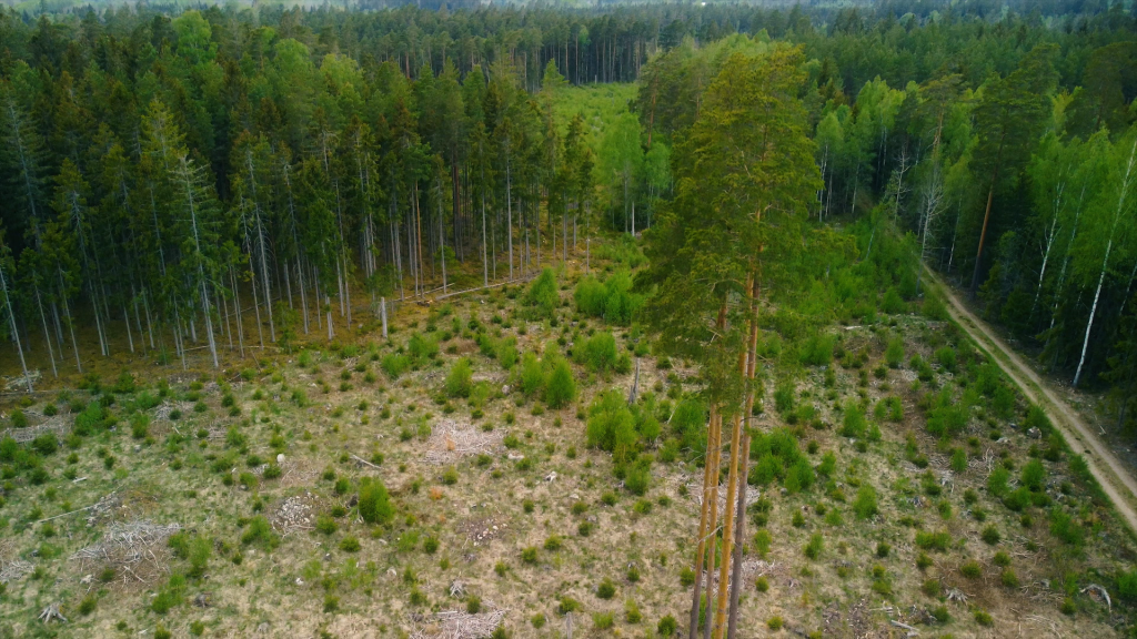 Naturhänsyn i skogsbruket