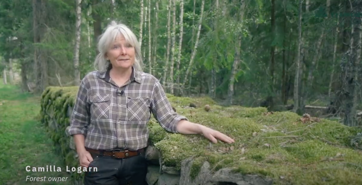 The diversity of forestry